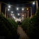 Illustration for article titled Photo Essay: NYCs Incredible Christmas Tree Seller Subculture